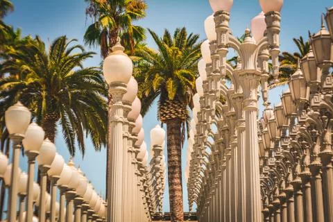 Rows of lights &amp; Palmtrees 写真素材