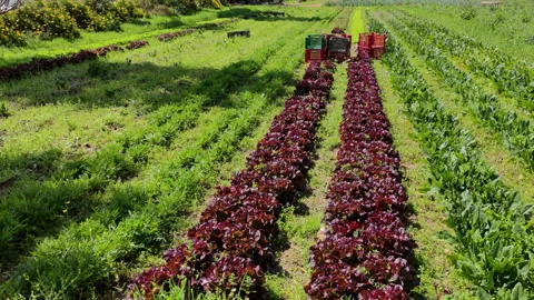 Rows of lollo rossa lettuce on a sunny day. Stock Footage 305192780
