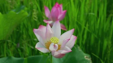 Rows of lotus flowers in the pond Video stock 347501343