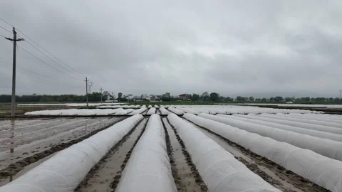 Rows of low plastic greenhouse tunnels protecting agricultural crops Stock Footage 332575362
