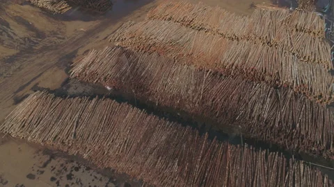 Rows of Lumber Stacks in a Mill Yard Vídeos de archivo 208765056