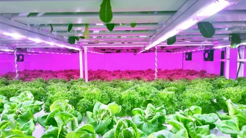 Rows of lush green and red leafy vegetables grow under LED lights in a farm. Stock Footage 313877927