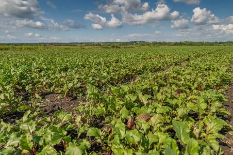 Rows of lush green beetroot plants flourish in a fertile field. The sun shine Stock Photos
