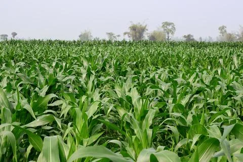 Rows of Lush Green Corn Stock Photos