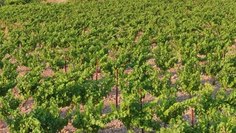 Rows of lush green grapevines growing in a sunlit vineyard in Opoul Perillos Stock Footage 346714043