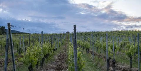 Rows of lush green grapevines on a rolling hillside Photos