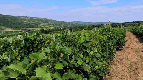 Rows of lush green grapevines stretching across rolling hills in a vineyard Stock Photos