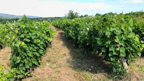 Rows of lush green grapevines stretching across rolling hills in a vineyard Stock Photos