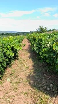 Rows of lush green grapevines stretching across rolling hills in a vineyard Stock Photos