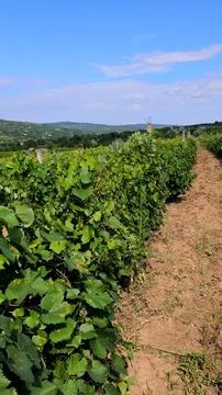 Rows of lush green grapevines stretching across rolling hills in a vineyard Stock Photos