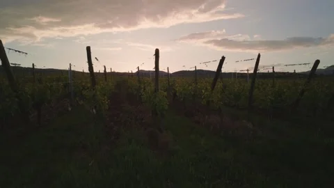 Rows of lush green grapevines under a cloudy sky in Alsace. Stock-Footage 336911054