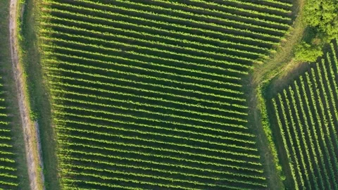 Rows Of Lush Green Grapevines In Vineyard Near The Town Stock Footage 340197980