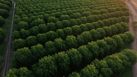 Rows of lush green pecan trees, drone perspective Stock Footage 162091028