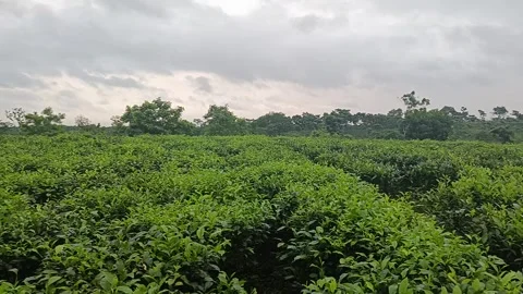 Rows of Lush Green Tea Bushes in a Beautiful Plantation Stock Footage 339377305