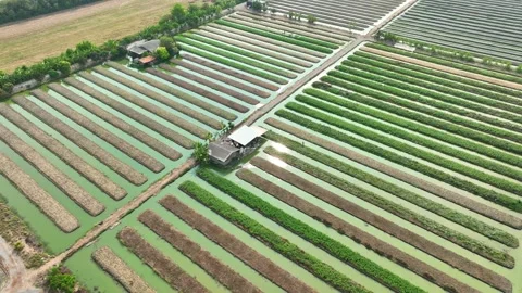 A rows of lush, green vegetables growing in parallel rows. Stock-Footage 306721890