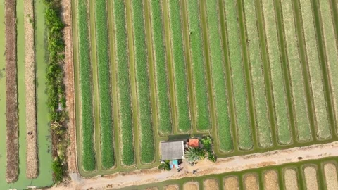 A rows of lush, green vegetables growing in parallel rows. Stock Footage 306721904