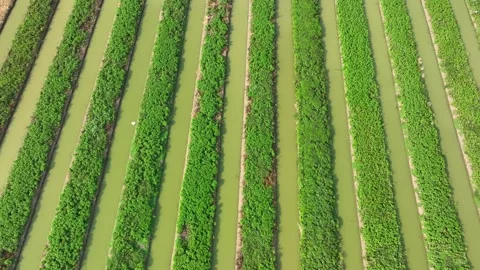A rows of lush, green vegetables growing in parallel rows. Stock Footage 306722075