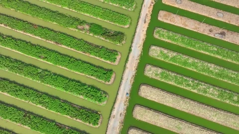 A rows of lush, green vegetables growing in parallel rows. Stock-Footage 306722103