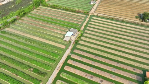 A rows of lush, green vegetables growing in parallel rows. Stock Footage 306722151