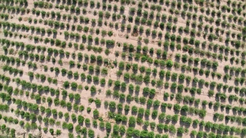 Rows of lush greenery show thriving orchards during sunny agricultural season in Stock Footage 302622440