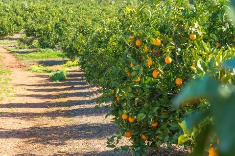Rows of lush orange trees growing in a sunlit orchard on a gentle hillside. Stock Photos