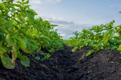 Rows of lush potato plants eagerly reach for sunlight in a fertile field, s.. Stock Photos