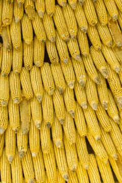 Rows of Maize cobs. Golden Corn on the cob Stock Photos