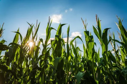 Rows of maize in rural area against blue sky in summer. Stock Photos