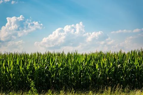 Rows of maize in rural area against blue sky in summer. Stock Photos