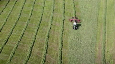 The rows making from dry hay before baling. Stock Footage 197098531