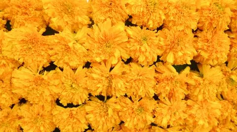 Rows of Marigold flower background Stock Photos