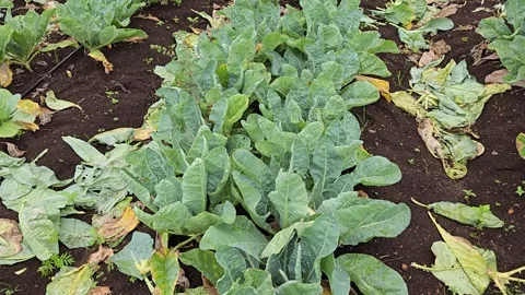 Rows of mature cauliflower crops growing in dark farm soil, showcasing agricultu Video stock 341849920