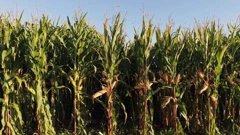 Rows of mature corn plants stand in open field Stock Footage 345842022