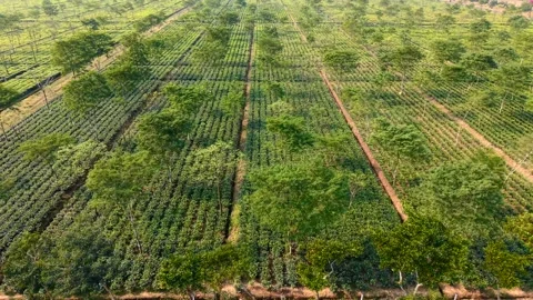 Rows of mature tea bushes beneath scattered tall trees, pan left aerial Stock-Footage 319296486