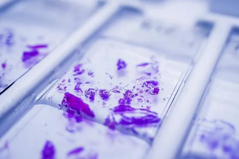 Rows of microscope glass slide in the cells Stock Photos