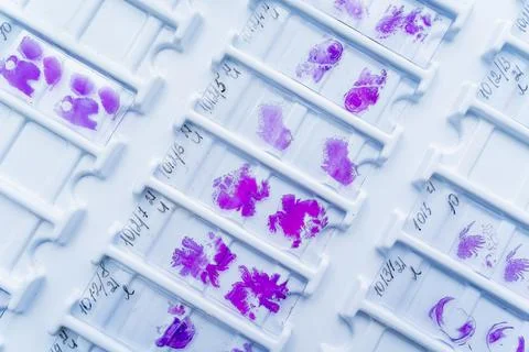 Rows of microscope glass slide in the cells Stock Photos