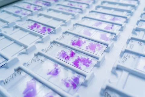 Rows of microscope glass slide in the cells Stock Photos