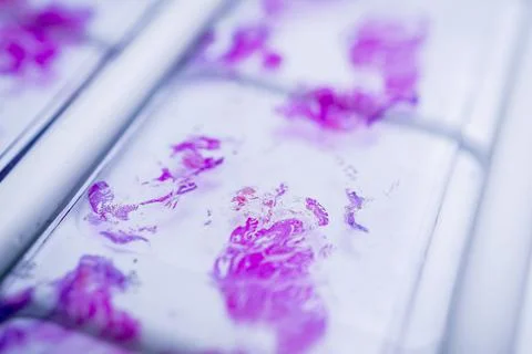 Rows of microscope glass slide in the cells Stock Photos