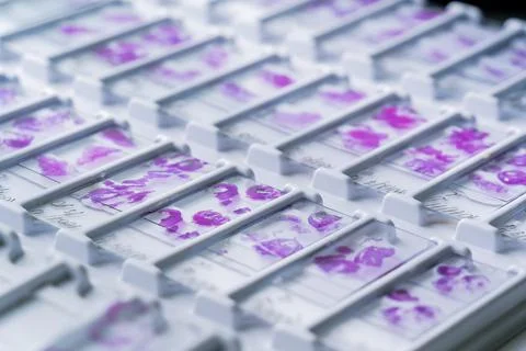 Rows of microscope glass slide in the cells Stock Photos