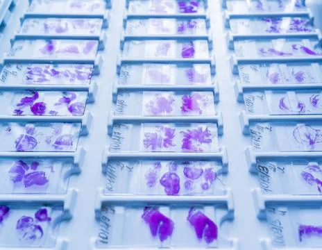 Rows of microscope glass slide in the cells Stock Photos