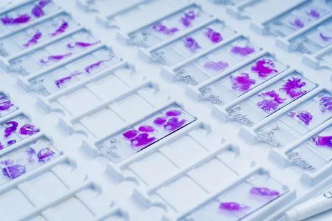 Rows of microscope glass slide in the cells Stock Photos
