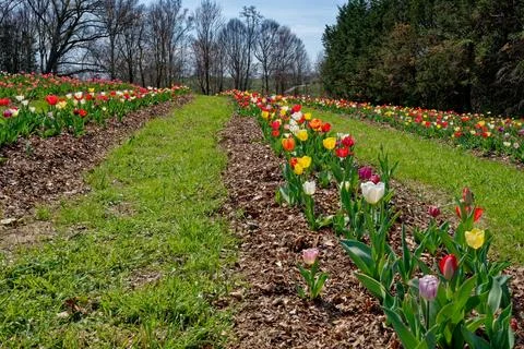 Rows of mixed tulips in bloom Stock Photos