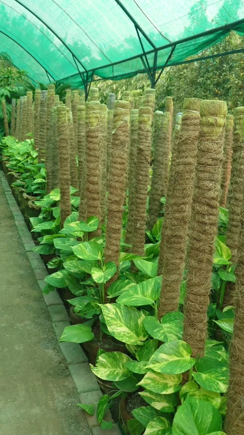 Rows Of Money Plants Growing On Moss Poles In Greenhouse Nursery - Vertical 動画素材 344288246