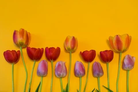 Rows of multi colored tulips on bright yellow background. Beautiful spring fl Stock Photos