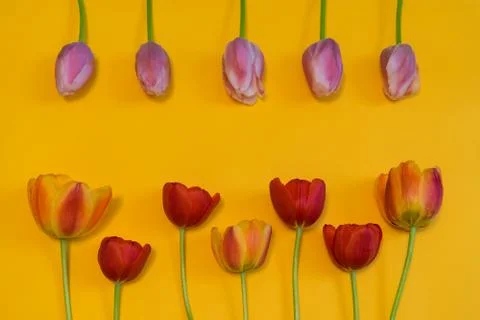 Rows of multi colored tulips on bright yellow background. Beautiful spring fl Stock Photos