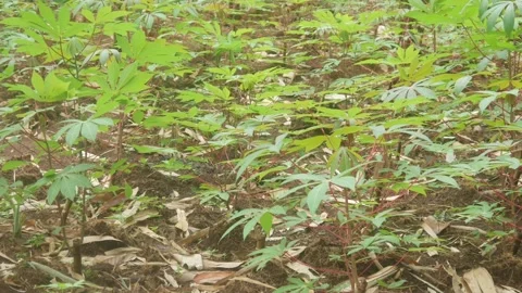Rows of newly grown cassava seedlings in agricultural Stock Footage 331591669