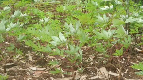 Rows of newly grown cassava seedlings in agricultural Stock Footage 331591673