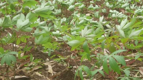 Rows of newly grown cassava seedlings in agricultural Stock Footage 331591674