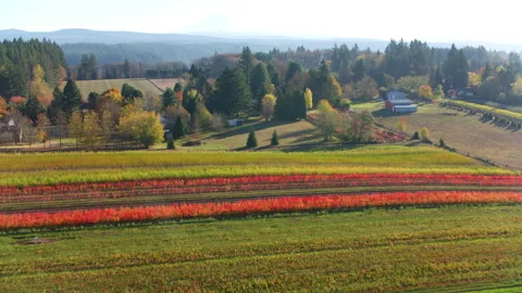 Rows of nursery crops display beautiful fall colors at farm in Oregon Stock Footage 235469169