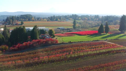 Rows of nursery crops display beautiful fall colors at farm in Oregon Stock Footage 235469234